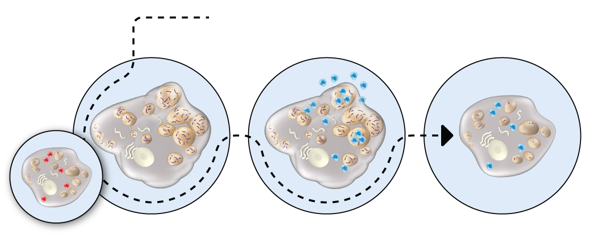 ELAPRASE® mechanism of action