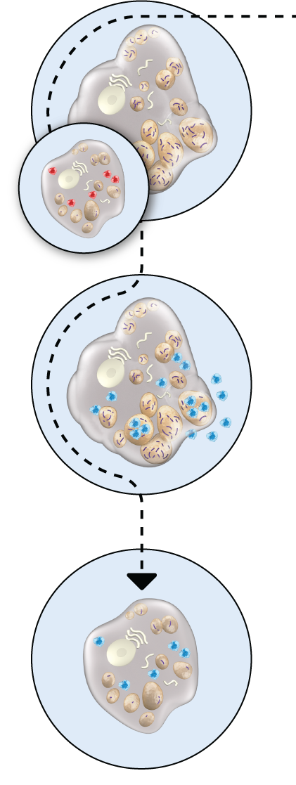 ELAPRASE® mechanism of action