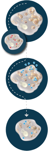 ELAPRASE mechanism of action