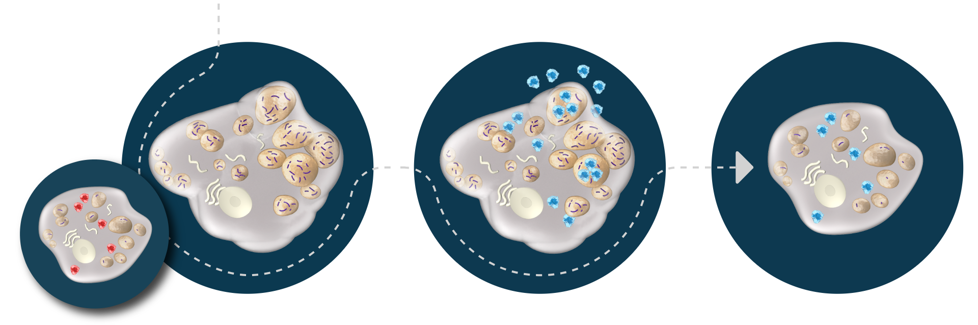 ELAPRASE mechanism of action